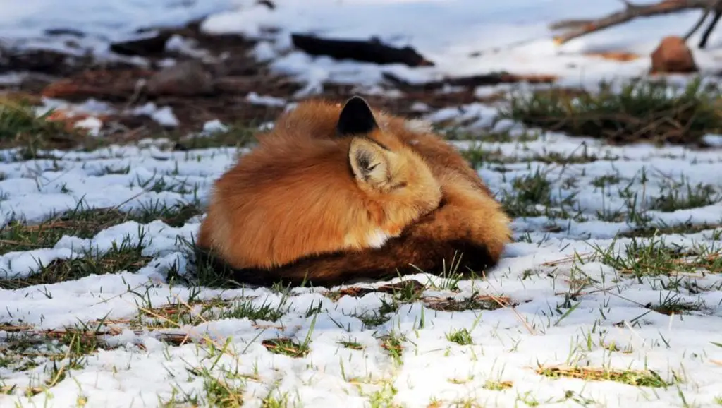 how-red-foxes-survive