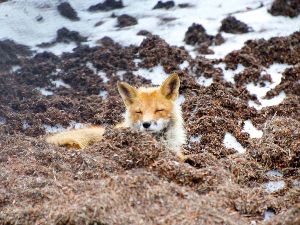 red-fox-asleep