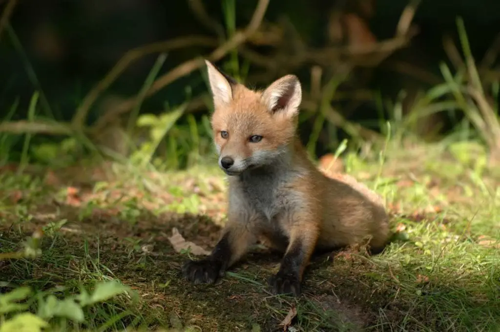 Red Fox Babies | Red Fox Kits - All Things Foxes