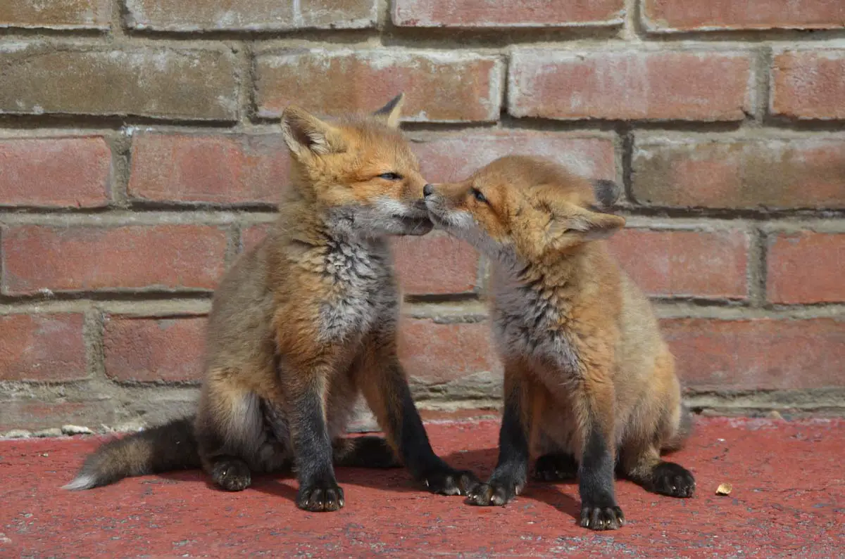 red-fox-babies