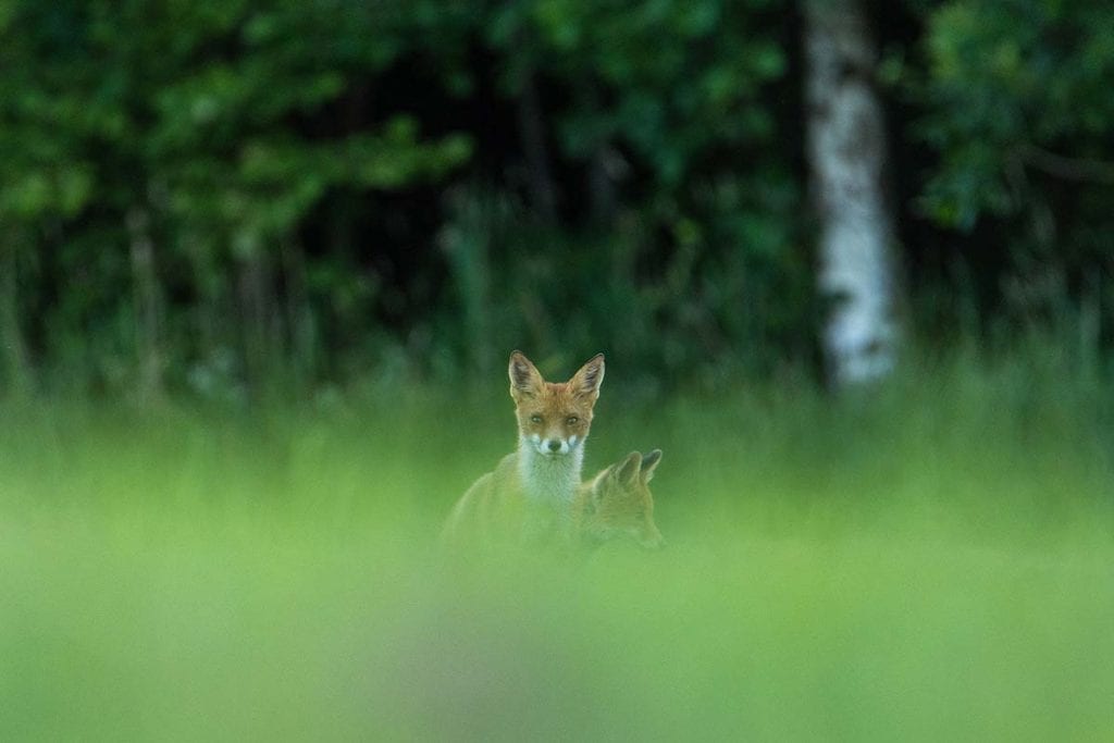 red-fox-kits-playing