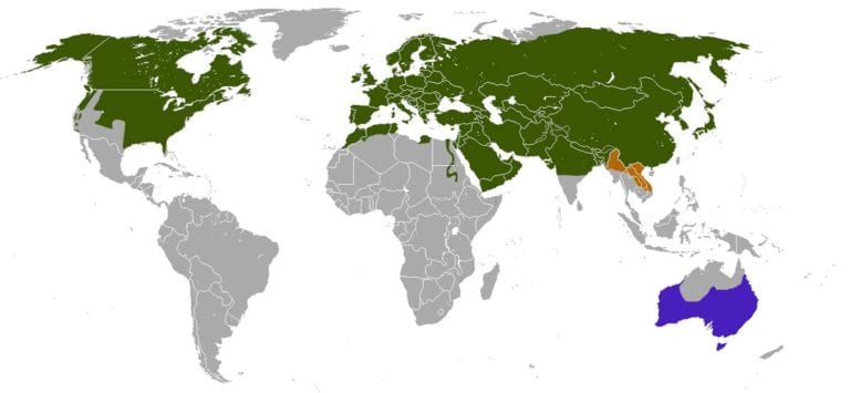 10 Places Foxes Call Home | Where Do Foxes Live? - All Things Foxes