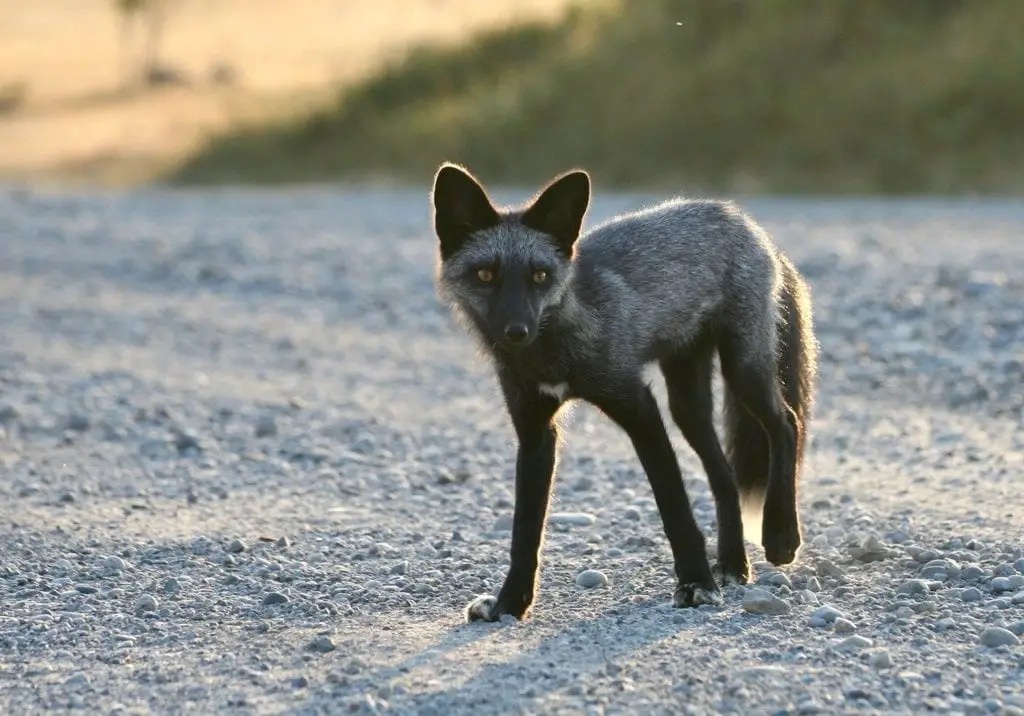 silver-red-fox