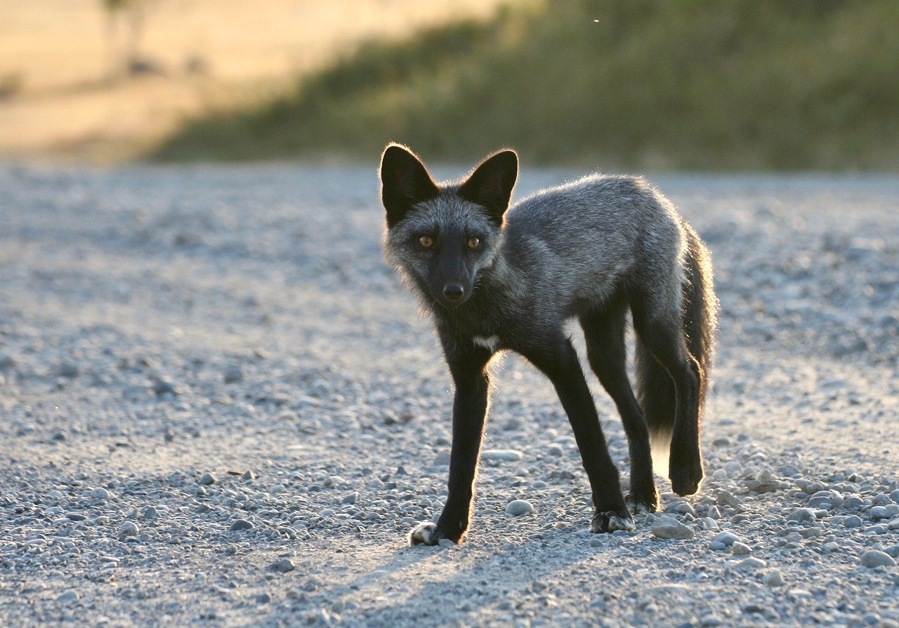 Red Fox Adaptations | How They Survive - How They Survive - All Things ...