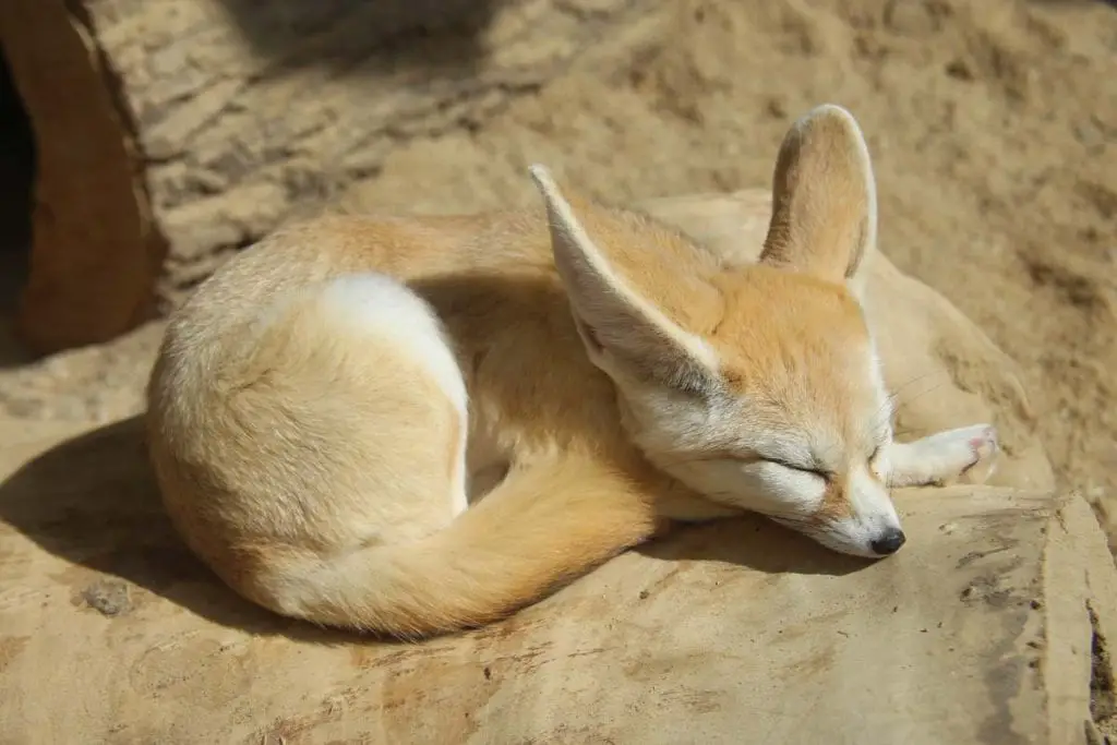 sleeping-fennec