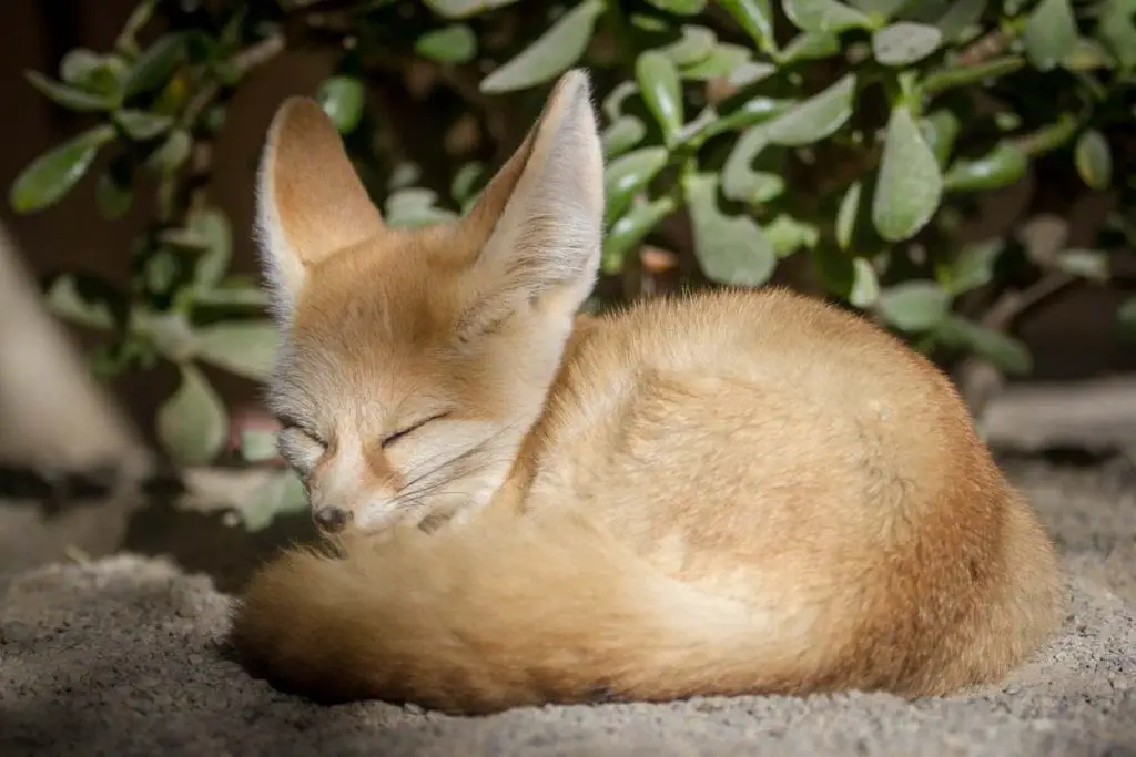 sleeping-fennec-fox