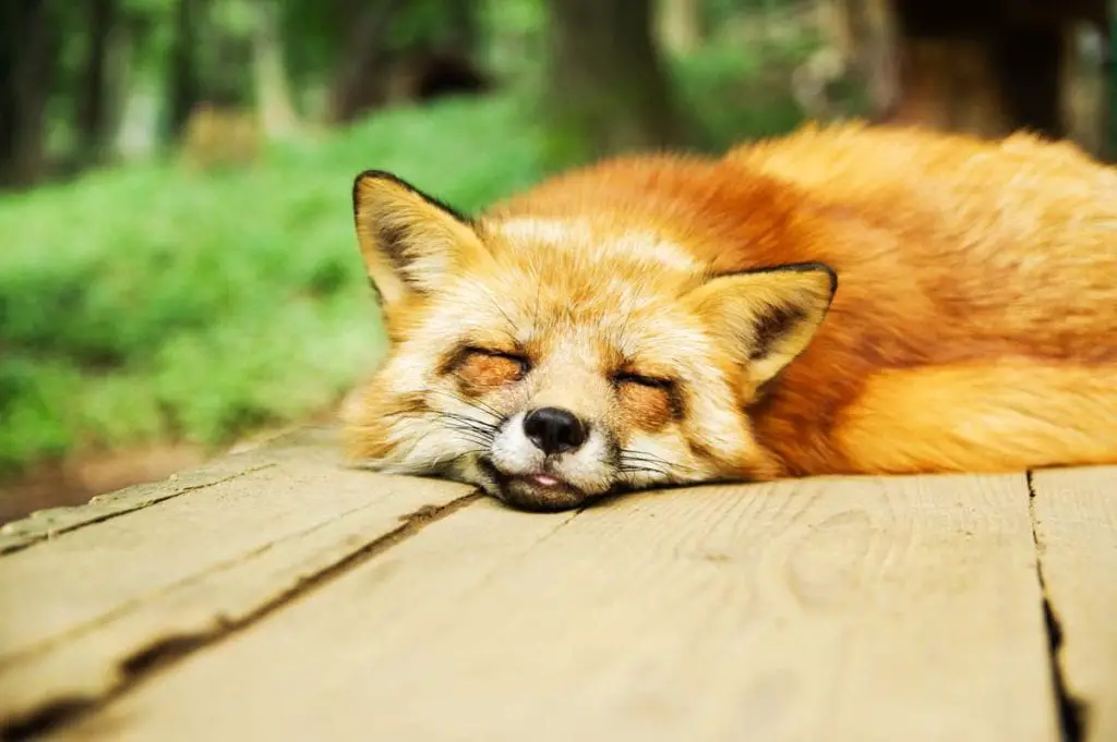 sleeping-fox