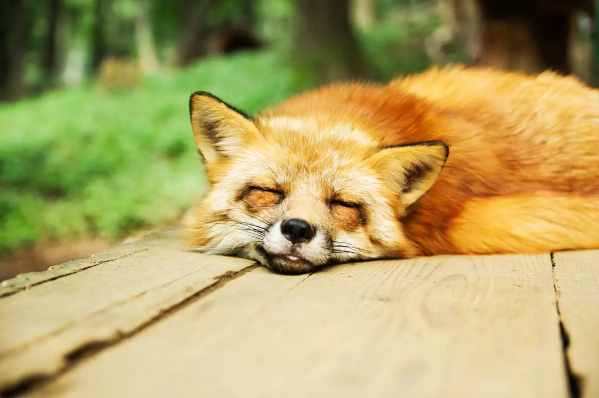 12 Sleeping Foxes That Will Make You Want a Nap