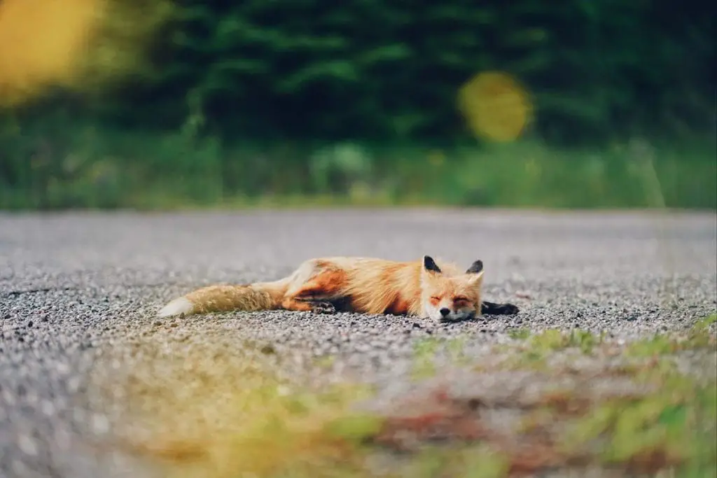 sleeping-fox