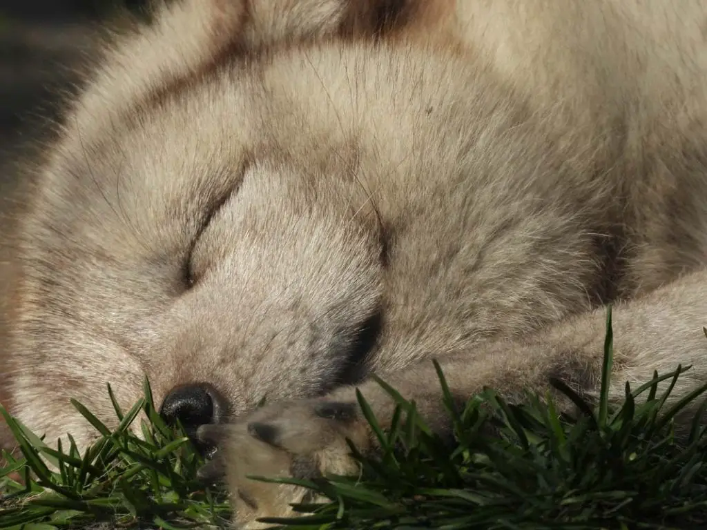 snoring-fox