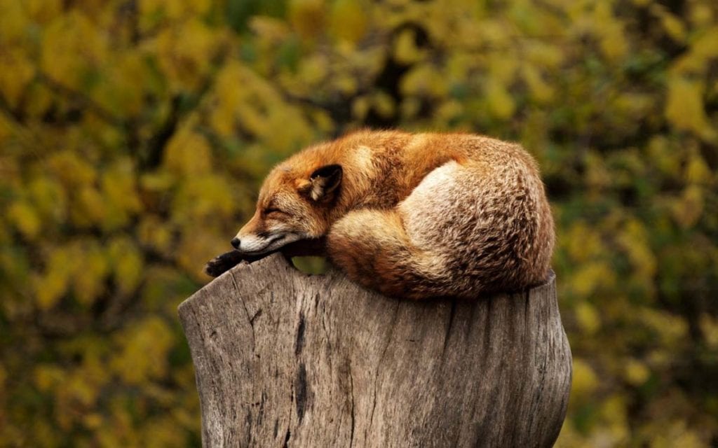 tired-fox