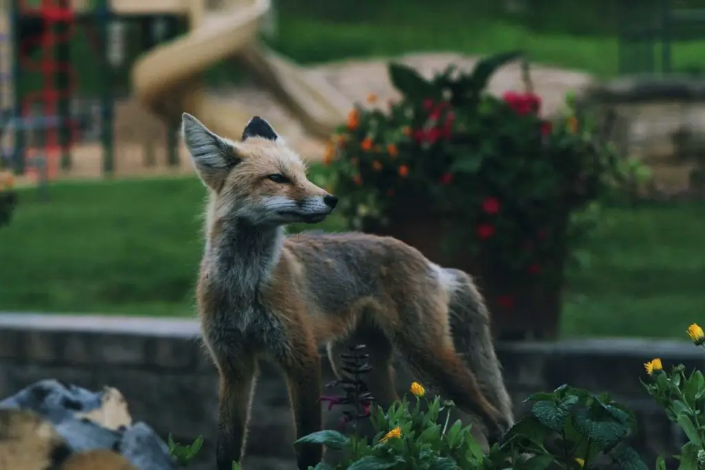 urban-fox-playground-park-flowers