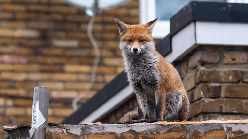 Urban Foxes Living Among Us All Things Foxes