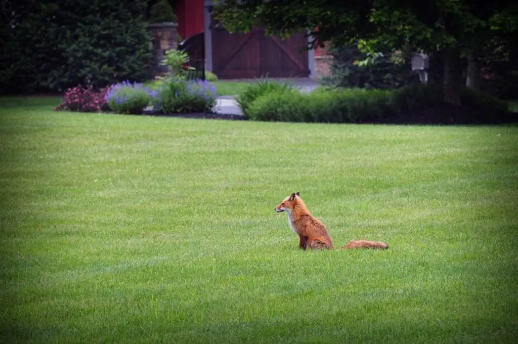 urban-fox-sitting-backyard-grass-house