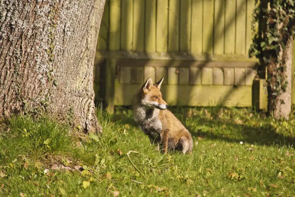 urban-fox-sitting-grass-tree-fence