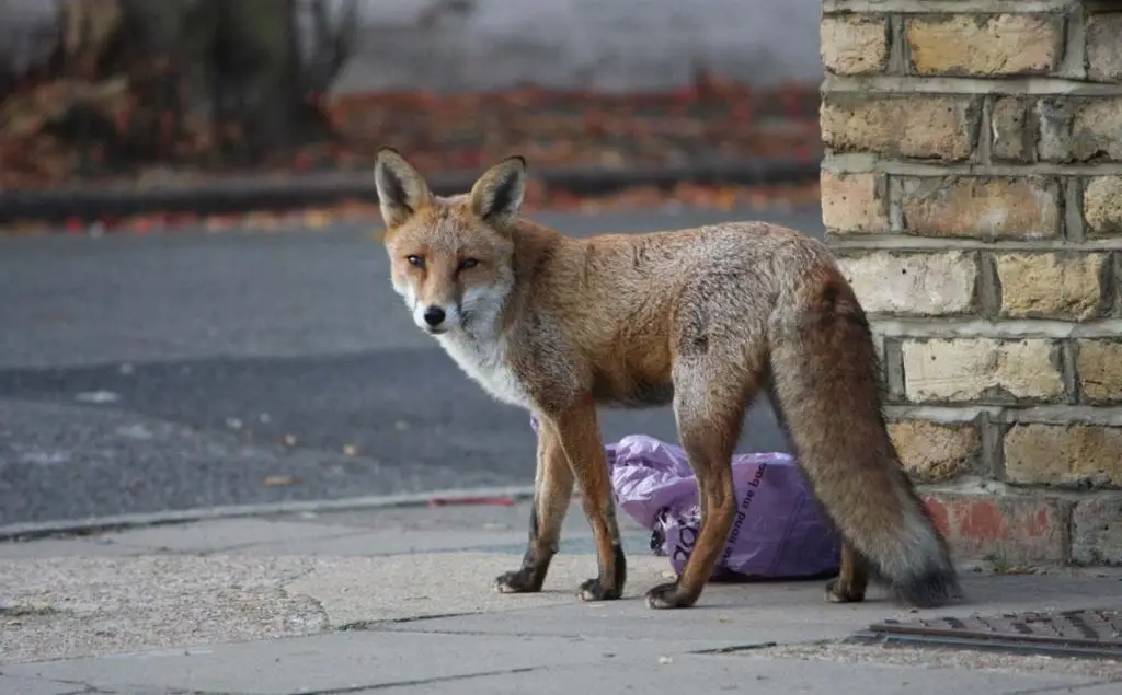 urban-fox-walking-down-sidewalk