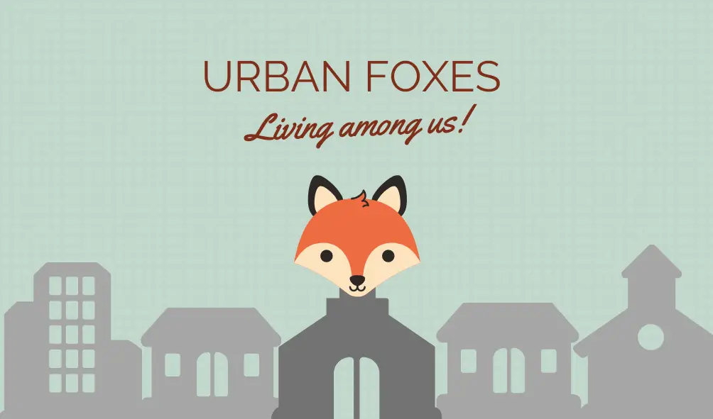 urban-foxes