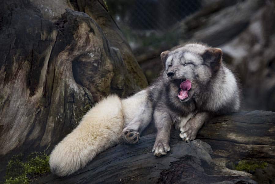 yawning-fox