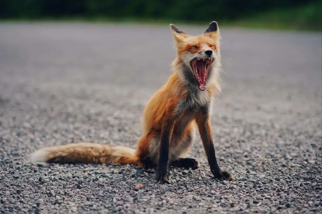 cute-fox-yawning
