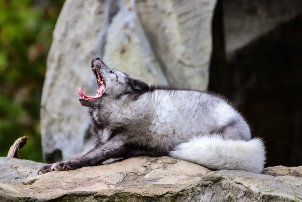 yawning-with-foxes
