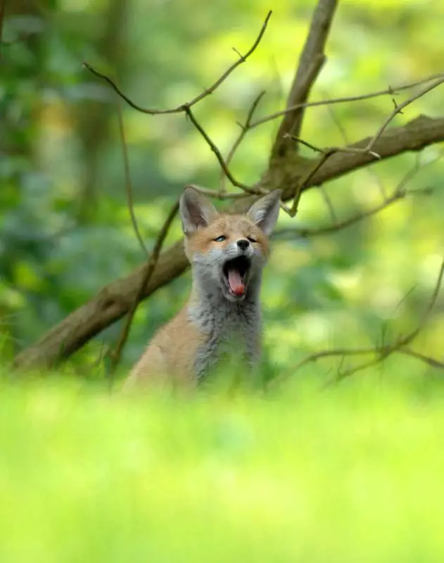 fox-yawns-tired