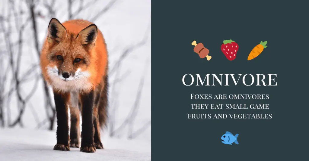 foxes-are-omnivores