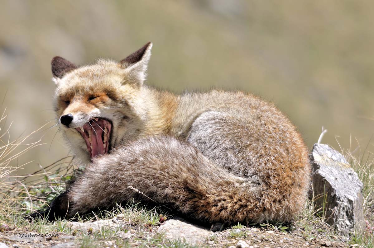 foxes-yawning