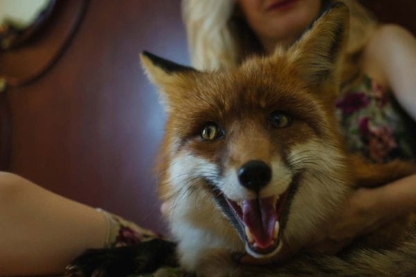 Can You Have A Pet Fox - All Things Foxes - Legality