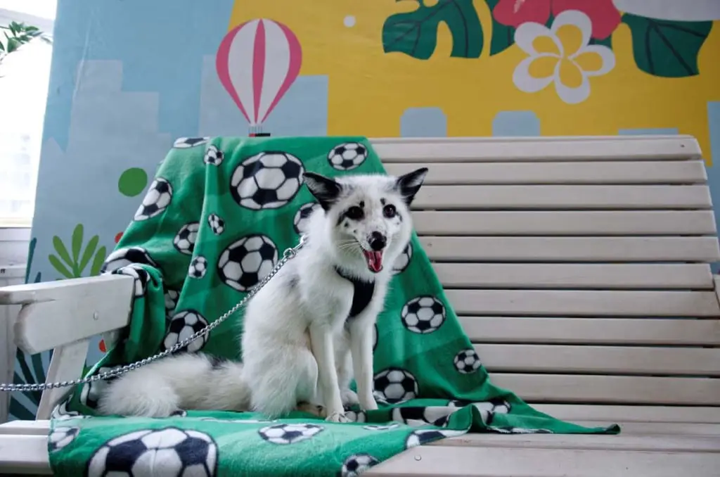 Can You Have A Pet Fox - All Things Foxes - Legality