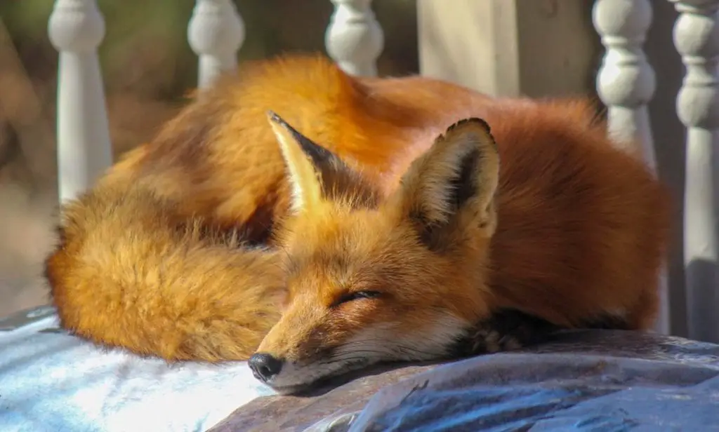 Can You Have A Pet Fox - All Things Foxes - Legality