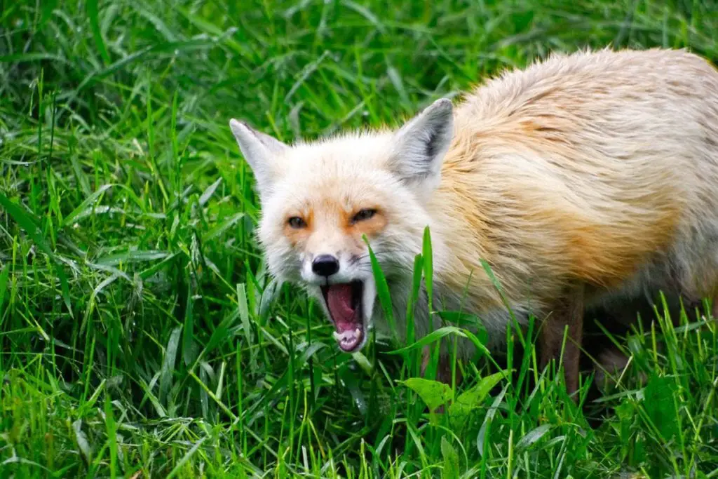 yawning-fox