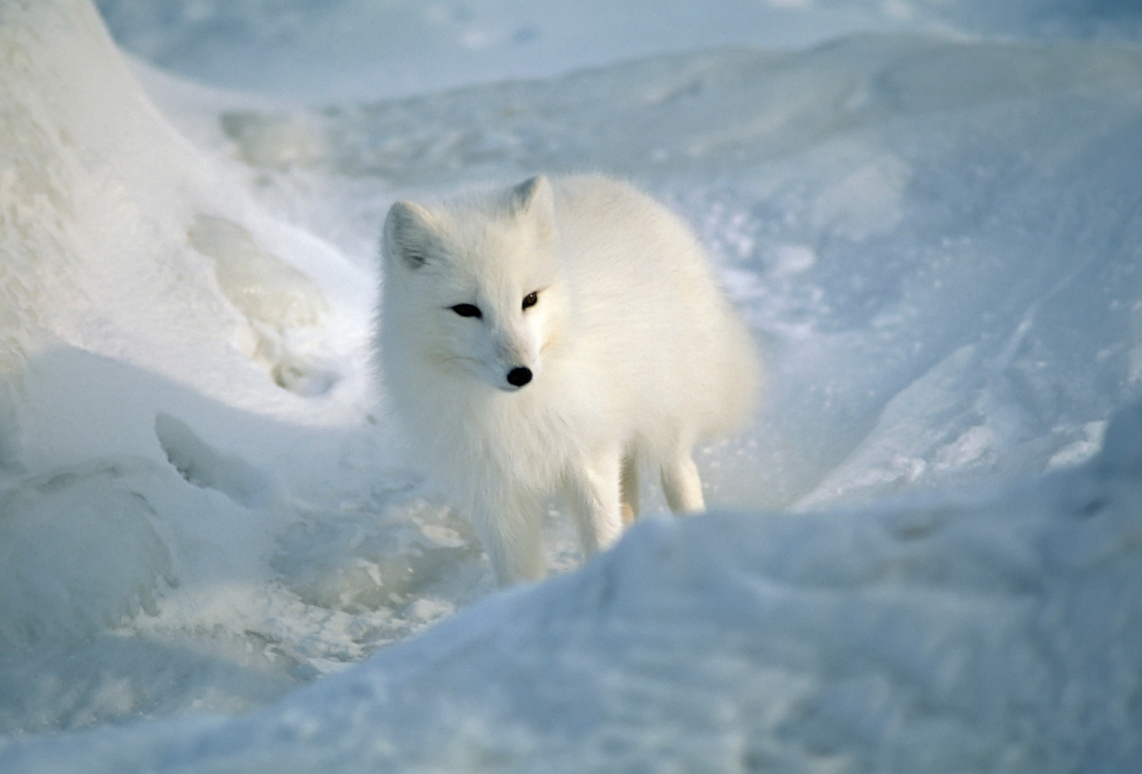 Types of Foxes | Species Of Foxes - All Things Foxes