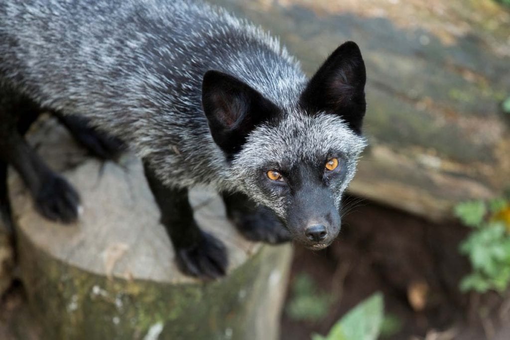 sliver-fox-morph