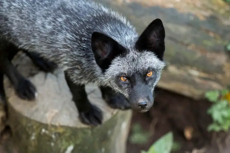 Colors Of Foxes 