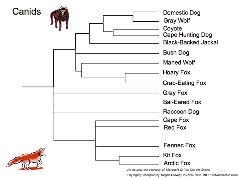 canid-tree