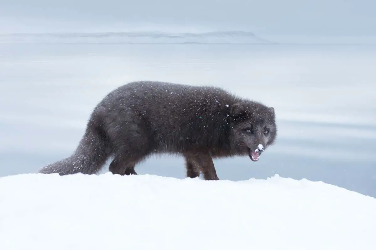 Arctic Fox - wide 9
