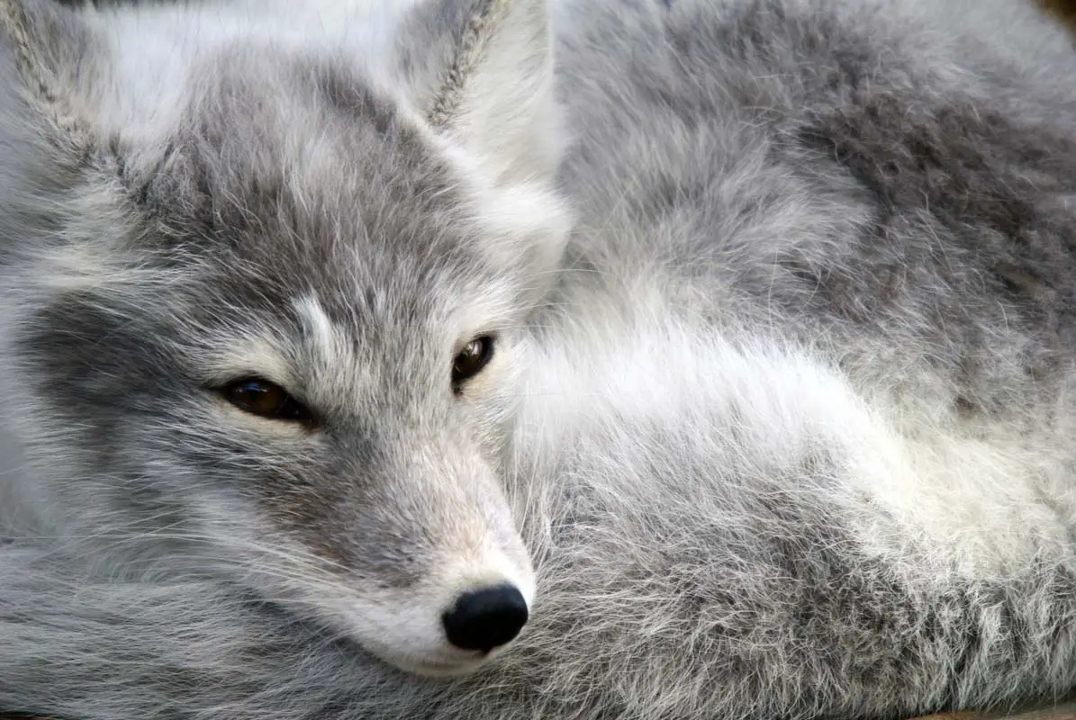 Beautiful Arctic Foxes That Will Melt Your Heart Not Freeze