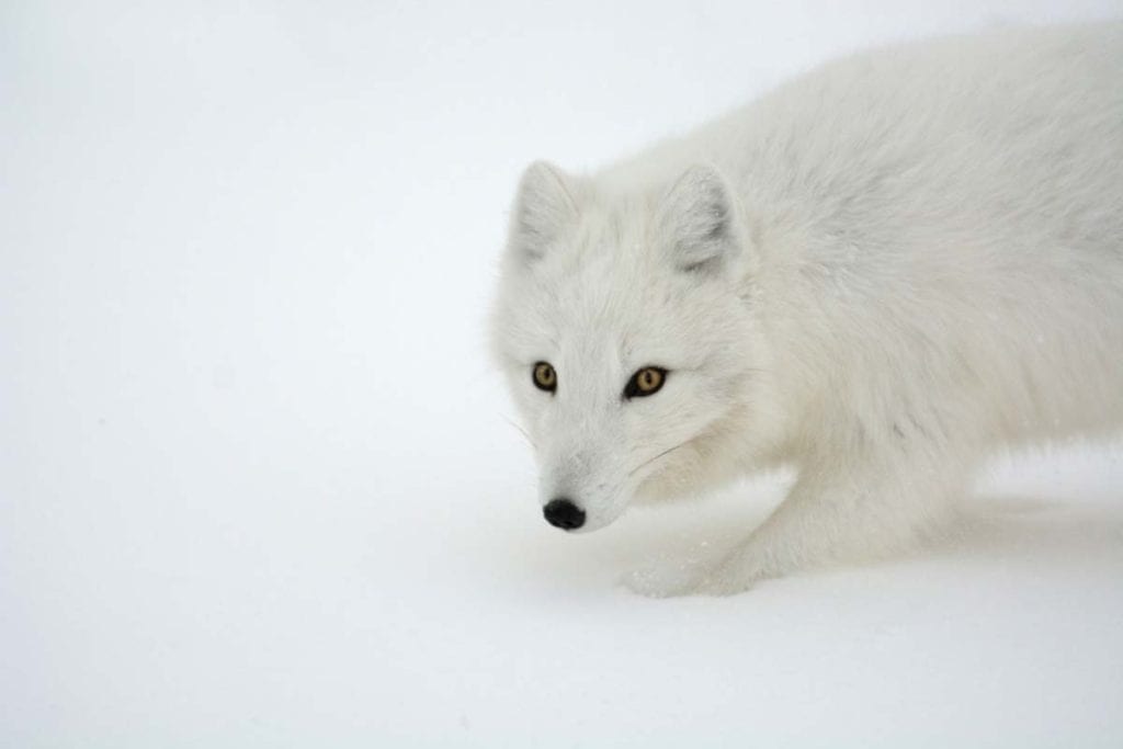 arctic-fox-face