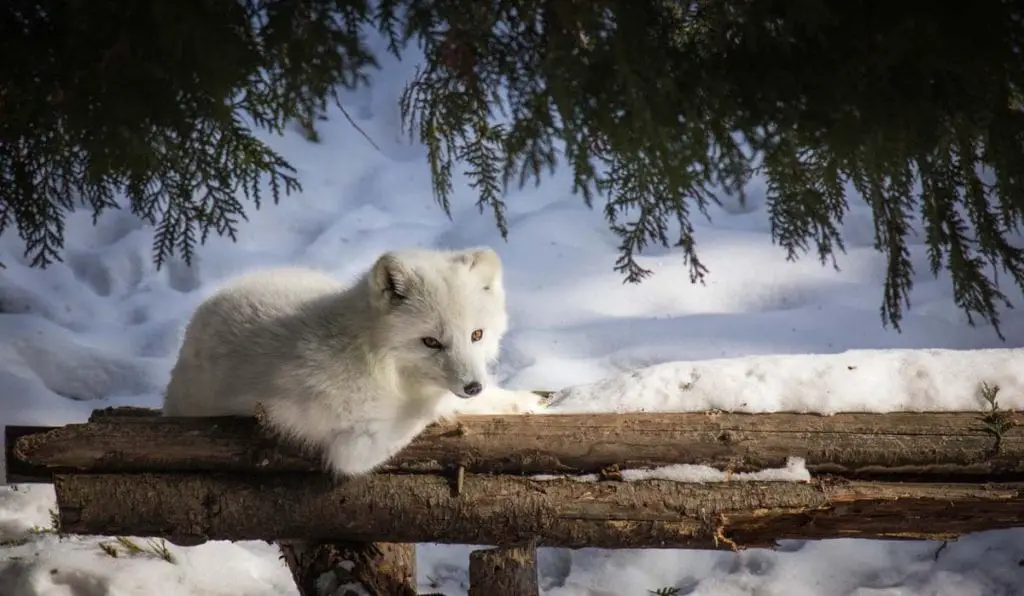 arctic-fox-in-captivity
