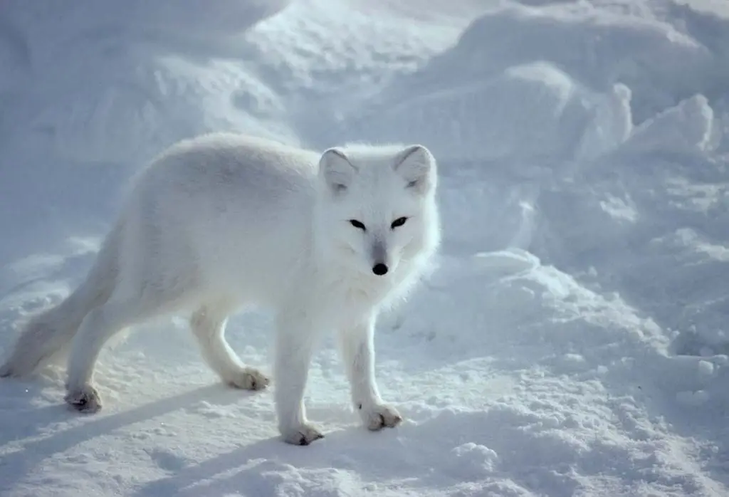 arctic-fox-in-the-wild