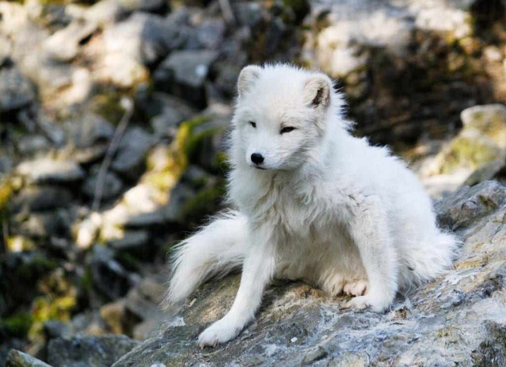 arctic-fox-shedding