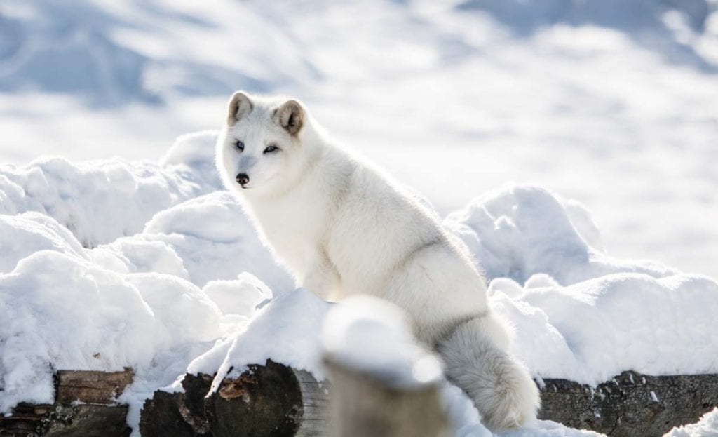 arctic-fox-snow