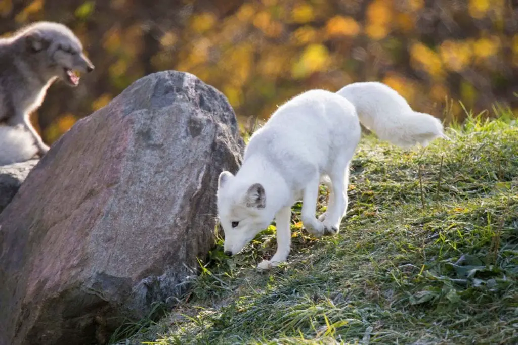 arctic-foxes-forest