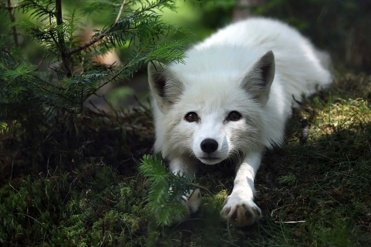 arctic-foxes