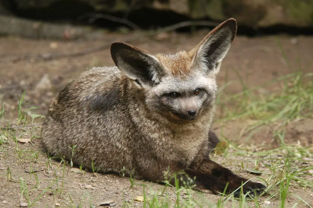 bat-eared-fox-color