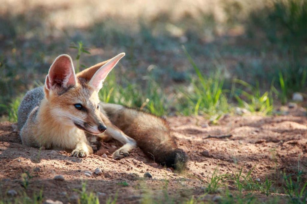 cape-fox-desert