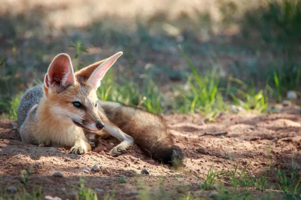 cape-fox-desert