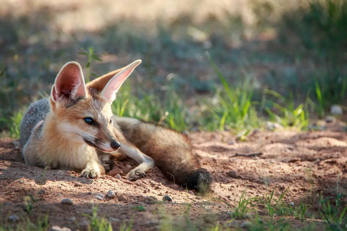 Desert Foxes Species That Thrive in the Desert All Things Foxes