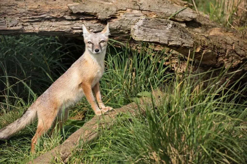 corsac-fox