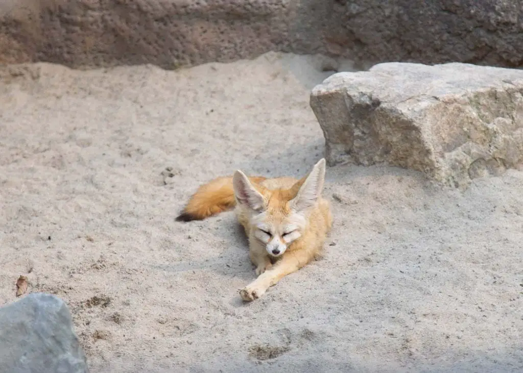 Desert Fox